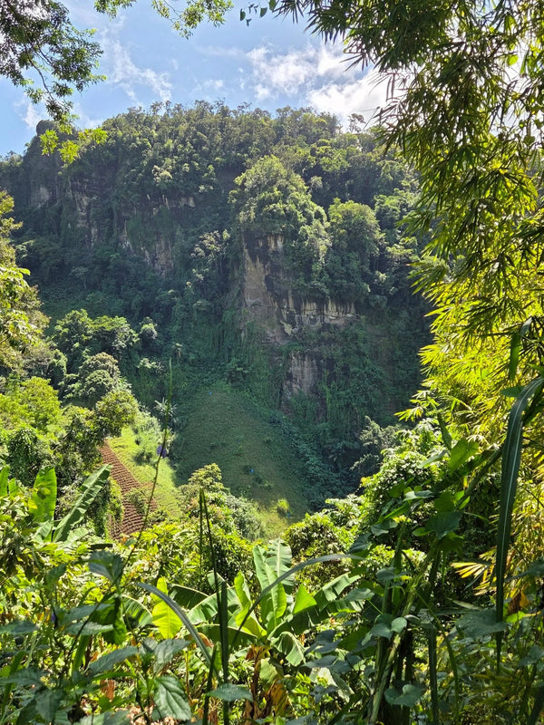 Regenerative Cocoa Farming: What is Agroforestry?